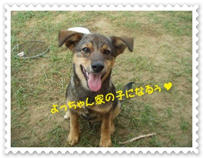 生後4ヶ月くらいのわんこ 生後4ヶ月くらいのわんこ