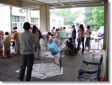 img27_dog27 里親会の光景