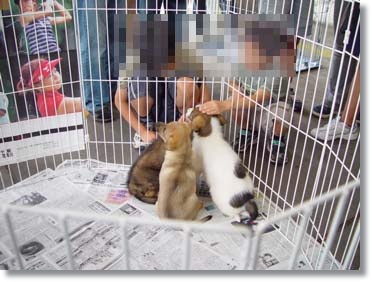 img28_dog28 どうか里親さんが見つかりますように