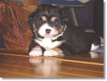 img35_dog32 ふうたに萌え~っ