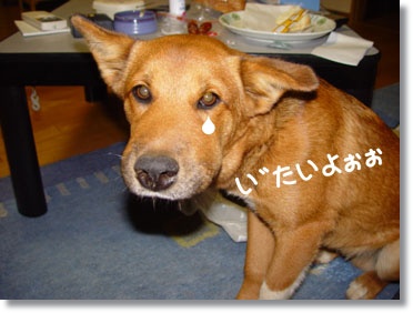 img36_dog41 心配だけど笑える^^;