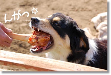 img37_dog47 あごがはずれそうな位大きなお口で