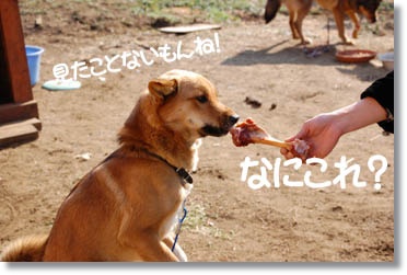 img38_dog46 お肉はどこ行ったの?