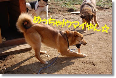 img40_dog48 めっちゃ美味しいでしょう