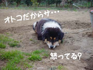 img59_dog65 犯人はキミしかいないね
