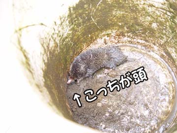 img61_gest05 もぐら発見