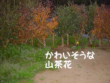 img62_gest04 山茶花が枯れてしまいました