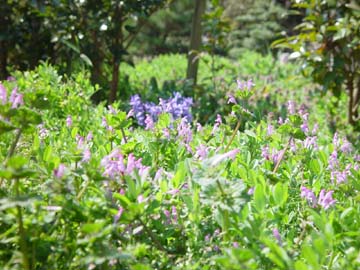 img63_gest06 名も知らぬ雑草ですが可憐です