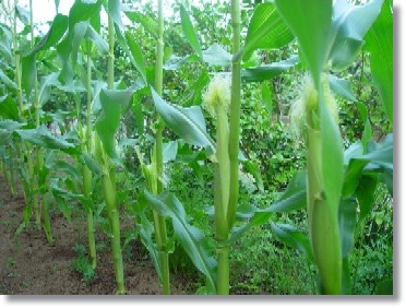 img89_file 見た目はよく出来たのですが虫食いだらけ