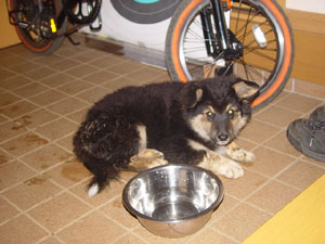 迷子の子犬 保護直後。泥だらけでした