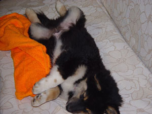 迷子の子犬 あられもない姿で爆睡中・・