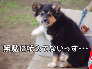 いっちょまえに吠えてマス