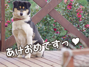 今年はももーっと良い年になりますように 丑にちなんでももよりご挨拶