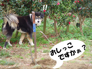 おしっこですか？