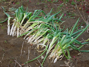 植えるというより横たわるネギ