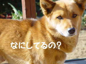 ごんた ええ男やろ?