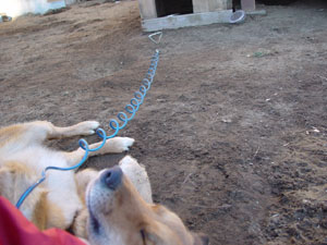 ごんた喜ぶ そんなに嬉しいか。。。