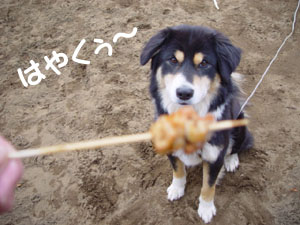 もう精一杯です じらしてるんじゃないのよーん。撮影用さ!