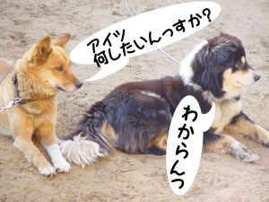 最近仲良しのふうたとごんた