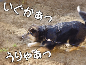 やる気まんまん！体力が有り余る幼獣コロスケです