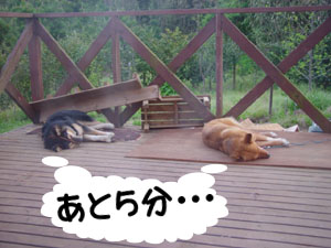 二度寝の幸せ 二度寝の幸せ