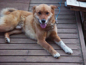 ごんた!キミは強い子だ!! ごんた!キミは強い子だ!!