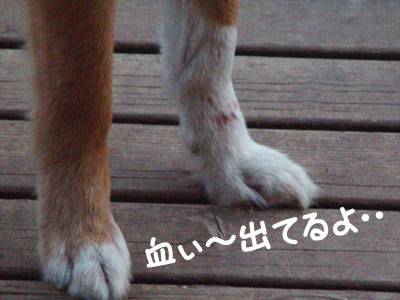 ごんたの足から血が出てるっ！