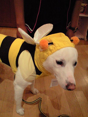 シルクちゃんは犬だけど「はちみつハッチ」