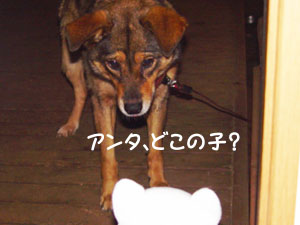 さすが忍者犬「なな」は初対面の子でも落ち着いてます