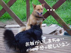 コロスケも子分が欲しいって！