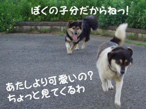 白いわんこは何処にいるのよ