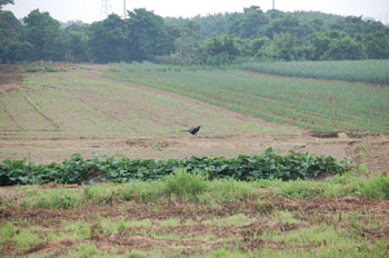 我が家の（隣の(^^ゞ）畑に・・・
