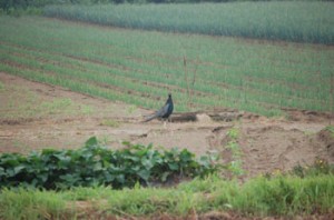 かもねぎ・・・いえ・・キジと長ネギ