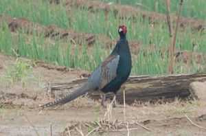 ネッ、雉です。キジ！