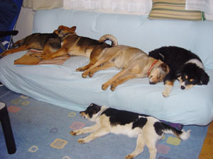 まりん一家でお昼寝中