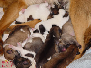 よーくご覧ください。茶色がごんたです