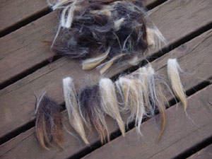 毛のかたまりをパッチンパッチン切りました