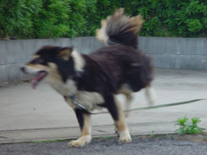 ロングリードでふうたが久しぶりに走ってます