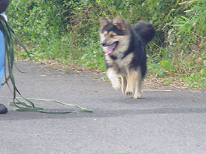 コロスケはノーリードでも上手にお散歩できます
