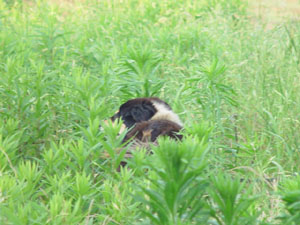 草の匂いに誘われて