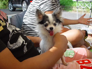 花ちゃんは小さくても38匹のボスです