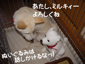 お転婆ミルキィーの檻にお父さん乱入