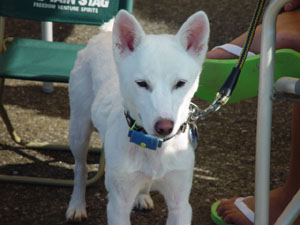 サマーカットのシルクちゃん