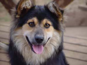 夏休み前のコロスケ