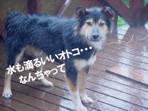 嵐の中にたたずむコロスケ・・・ 嵐の中にたたずむコロスケ・・・