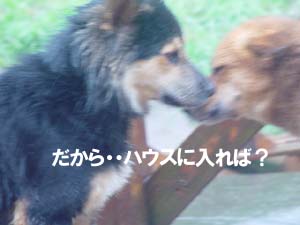 結構マジな顔で雨に耐える2匹 結構マジな顔で雨に耐える2匹