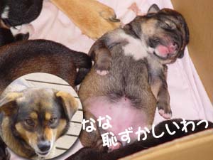 ななちゃんはいつもへそ天で寝てました