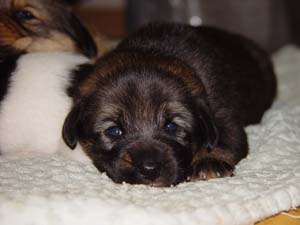 ６ヶ月で天使になった　くぅちゃん　です