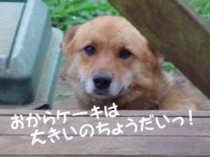 ごんたは半年後の「春生まれ」です