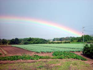 七色以上見えた虹